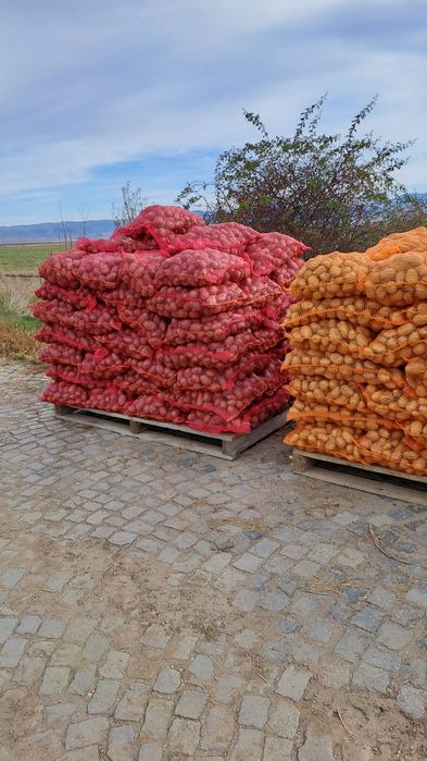 Cartof consum rosu si alb