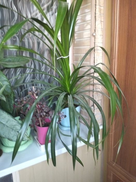 Комнатное растение Диффенбахия