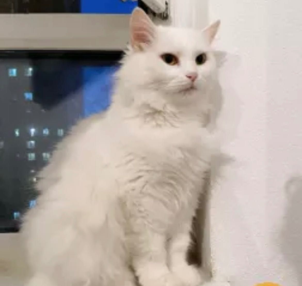 Кот красавчик Том!