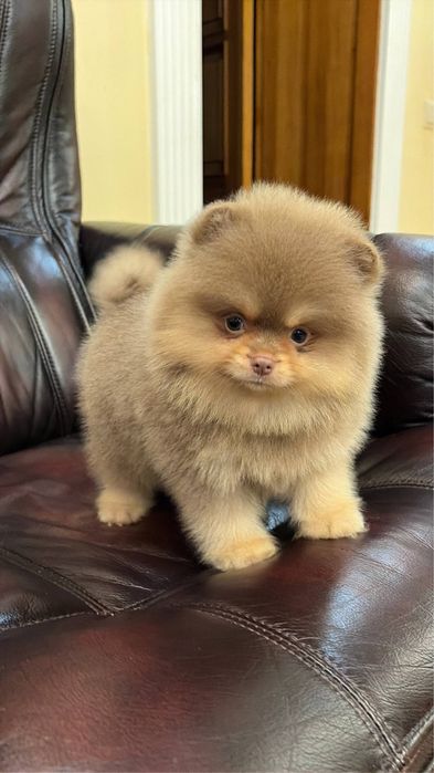 Мини померанский шпиц!