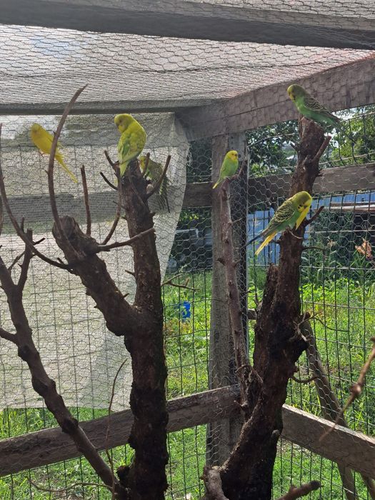 Papagali Perusi/Nimfe