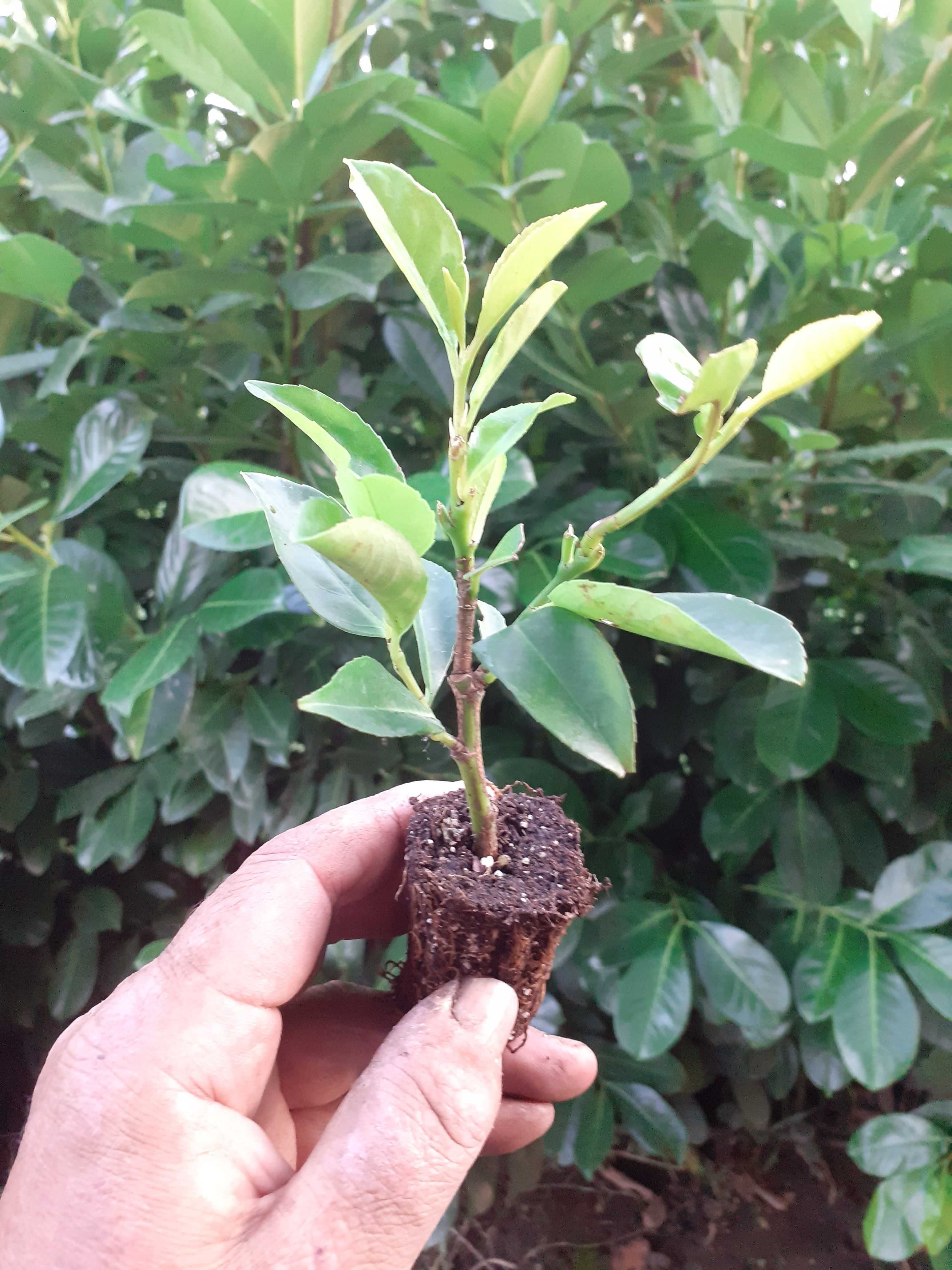 Laur englezesc - Prunus Laurocerasus Rotundifolia - rasad 10-15 cm
