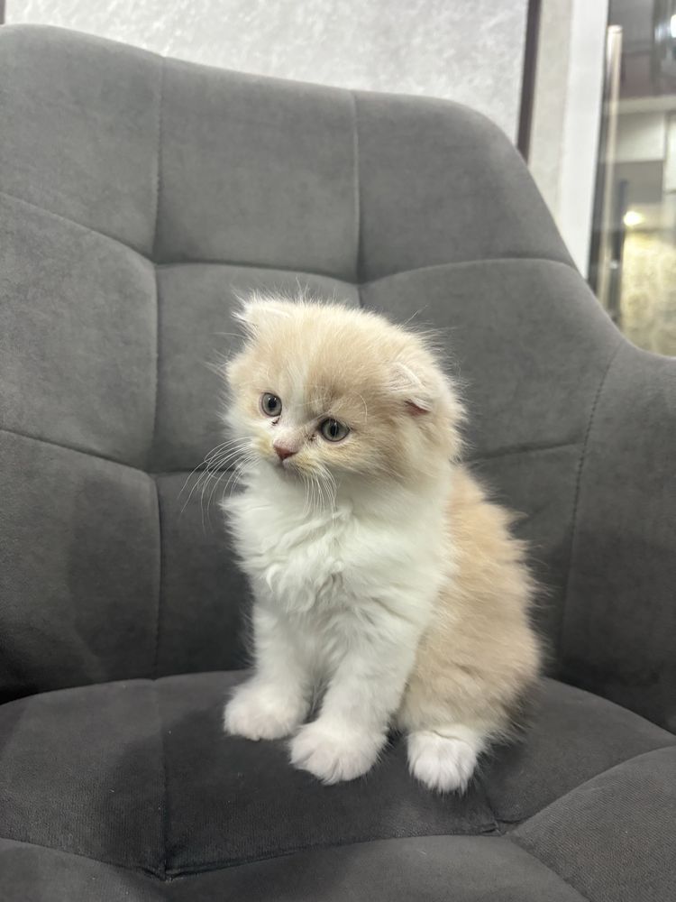 Очаровательный котенок Скотиш фолд