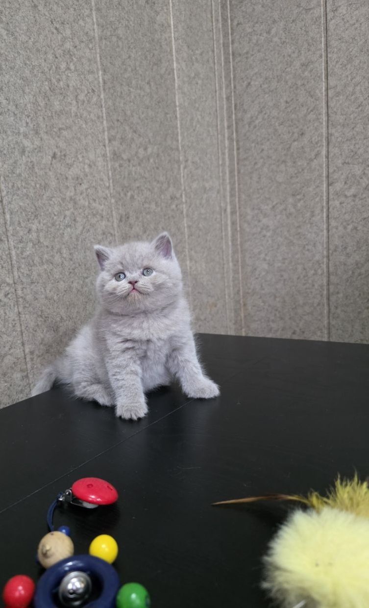 Лиловые крупные котятки