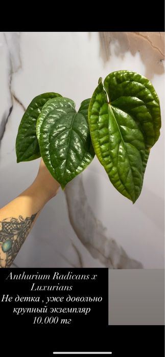 Продам комнат цветы