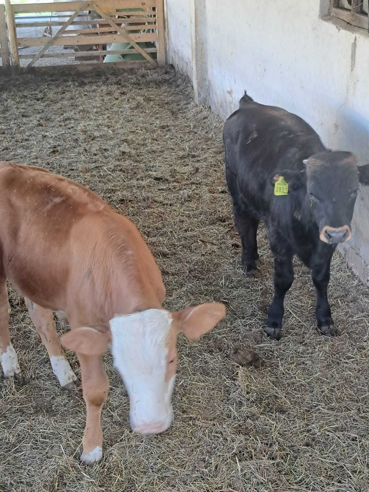 Vând vitei frumoși și sanatosi