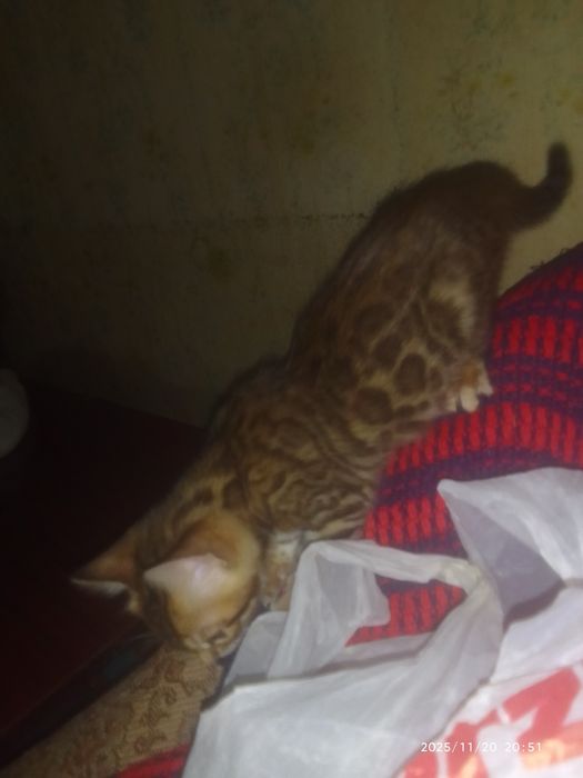 Последние предложение, не упустите !!!