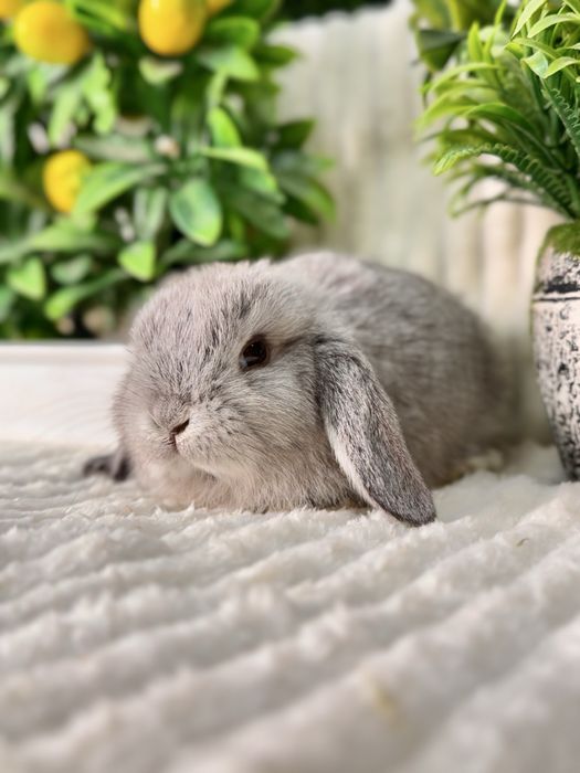 QUYON KARLIK . Кролик Карликовый