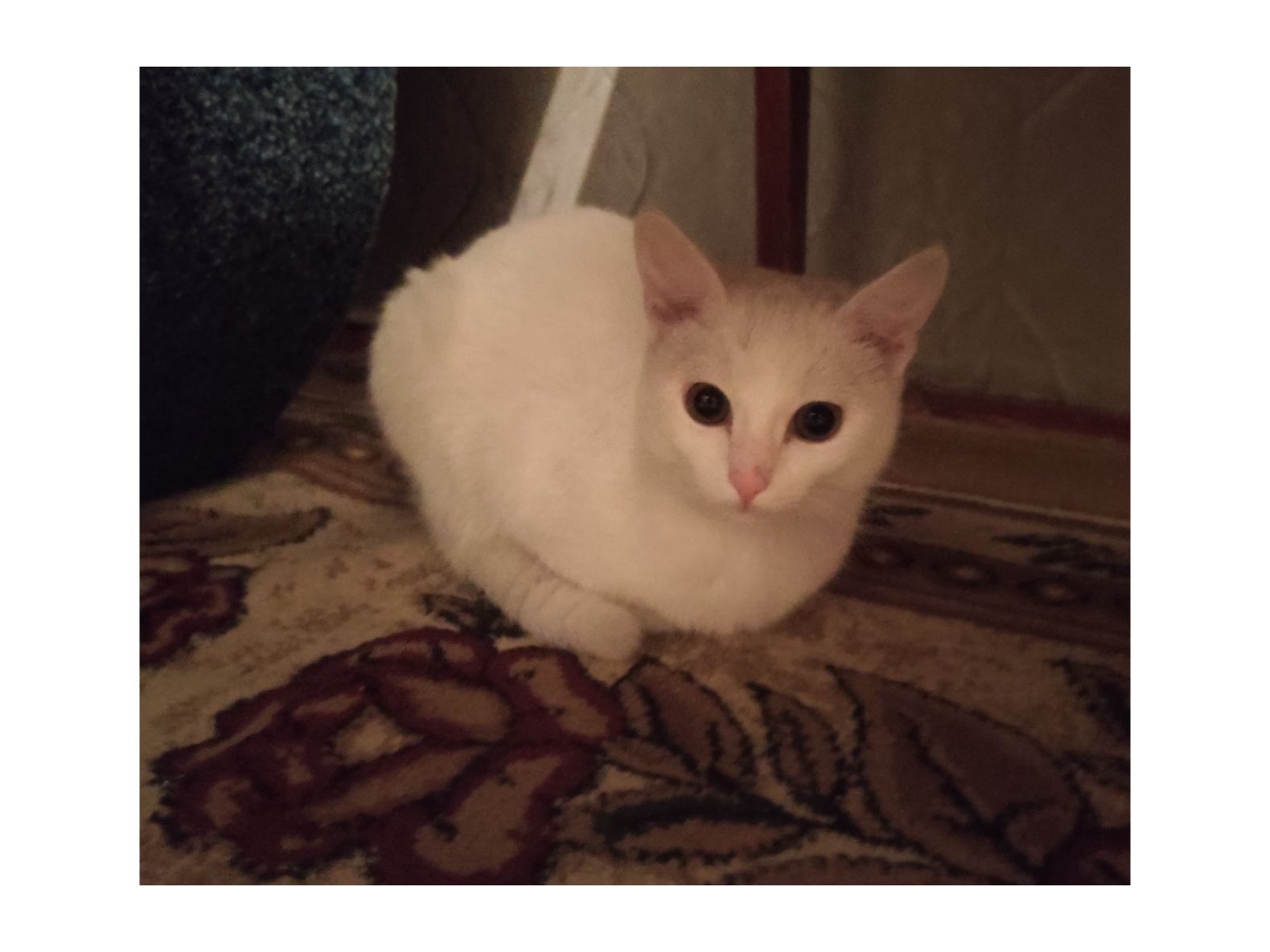 Турецкий кот доступен бесплатно в хорошие руки