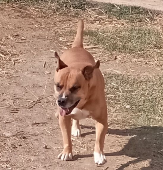 Pitbul sotiladi 3yosh