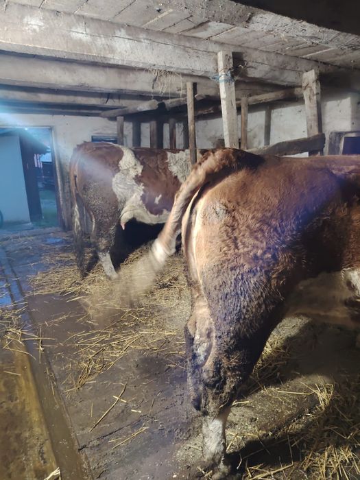 Vand juninci baltata romanesca