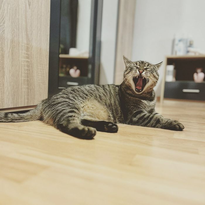 Dog sitter/Cazare căței, pisici și alte animale/ Pet sitter/Vizite/Pli