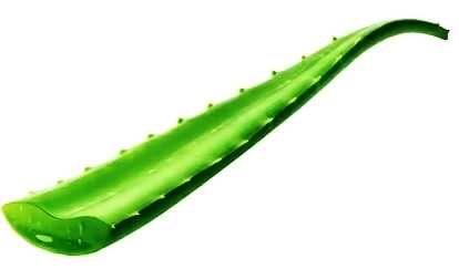 Vand frunze de Aloe vera barbadensis miller, 1 Kg