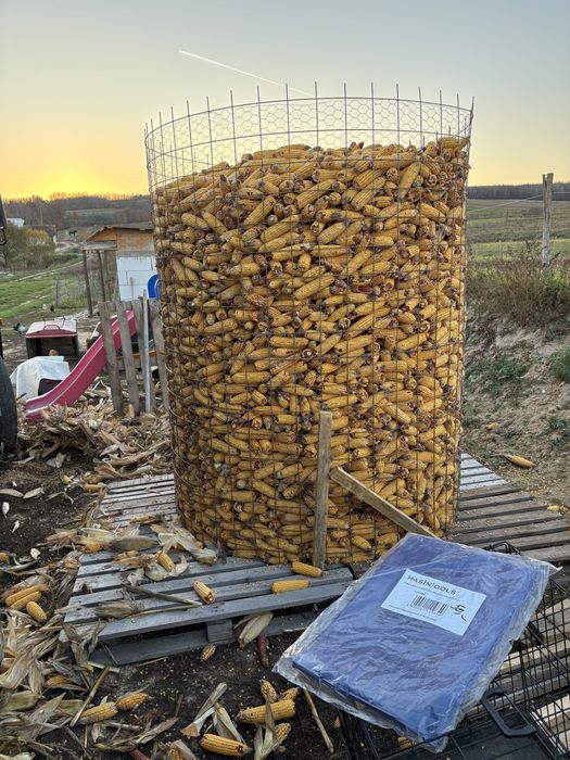 Vand porumb stiuleti