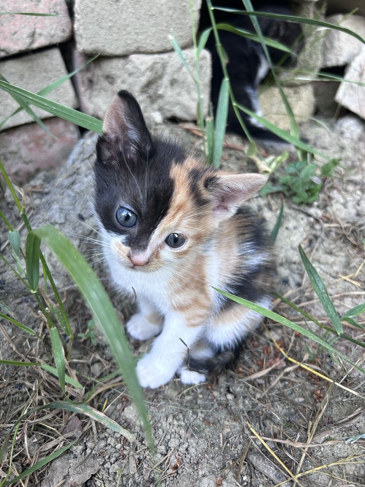 Малки котенца. Подаряват се!