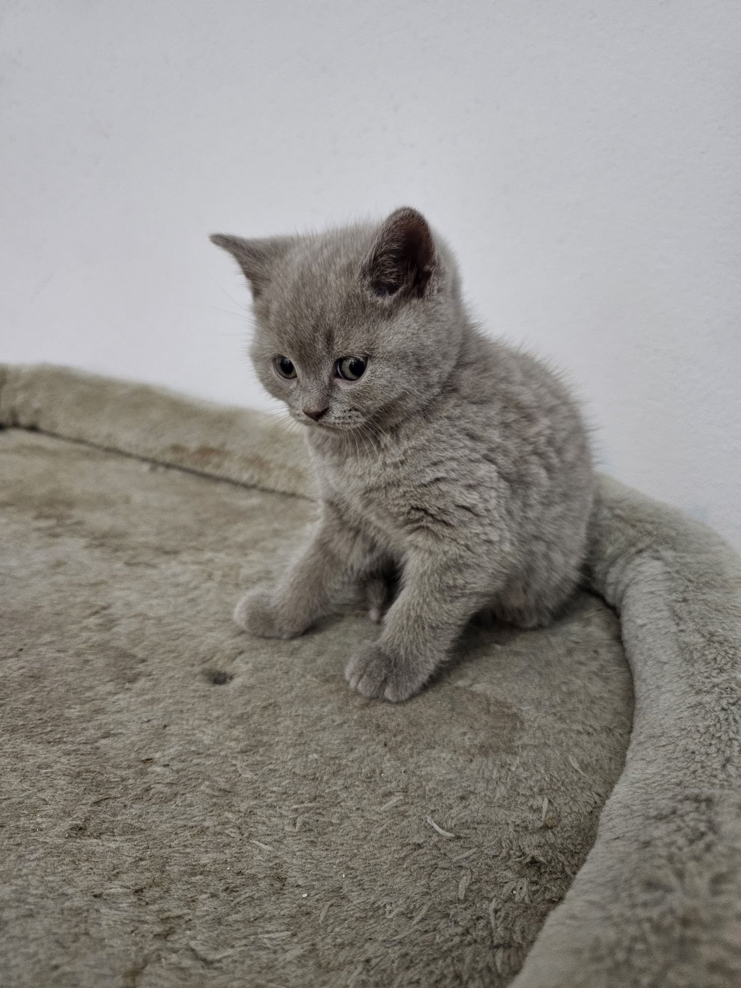 British shorthair