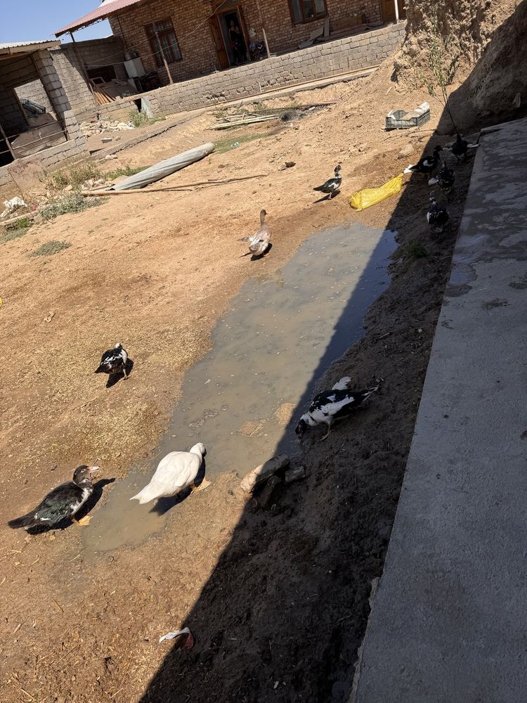 Indutka sotiladi soğlom
