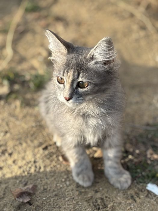 Котенок в добрые руки