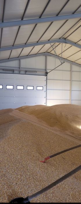 Graunte recolta 2025