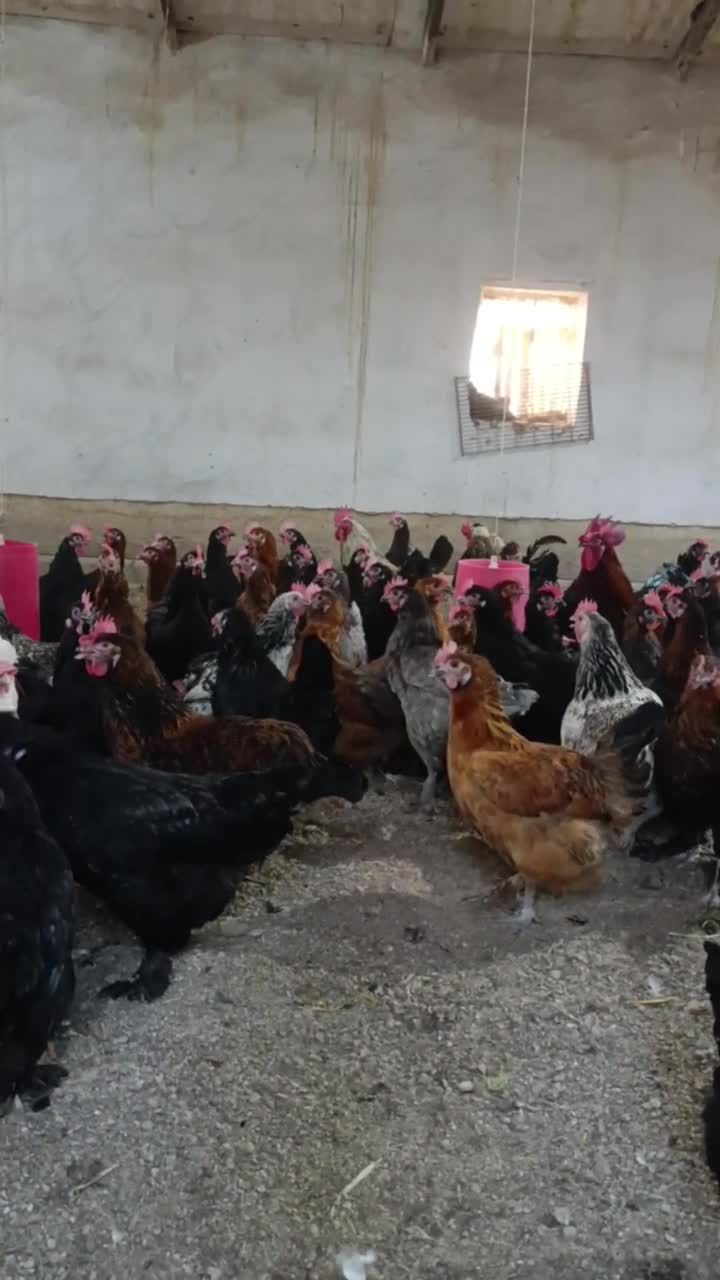 Qora qizil rangli tovuq xoʻrozlar sotiladi andijon qora ser tuxum