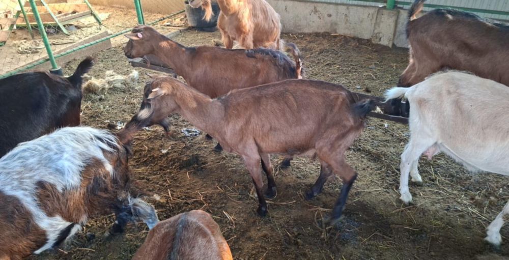 De vanzare capra alpin francez