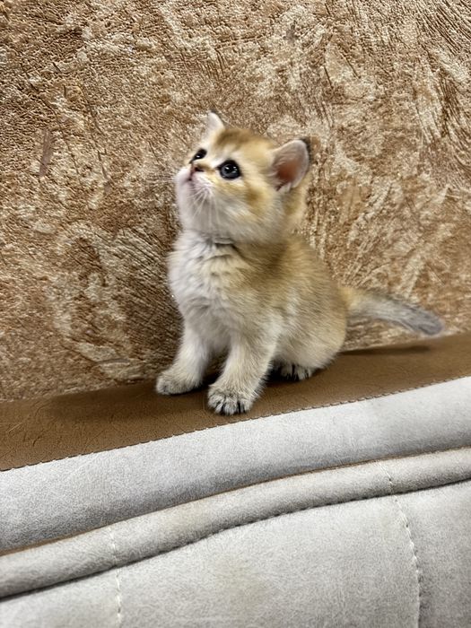 Продается золотая призолотая британская шиншилла.