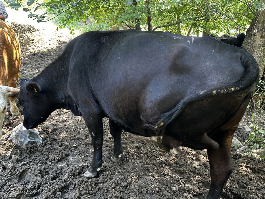 Junici Angus la 2 ani jumatate