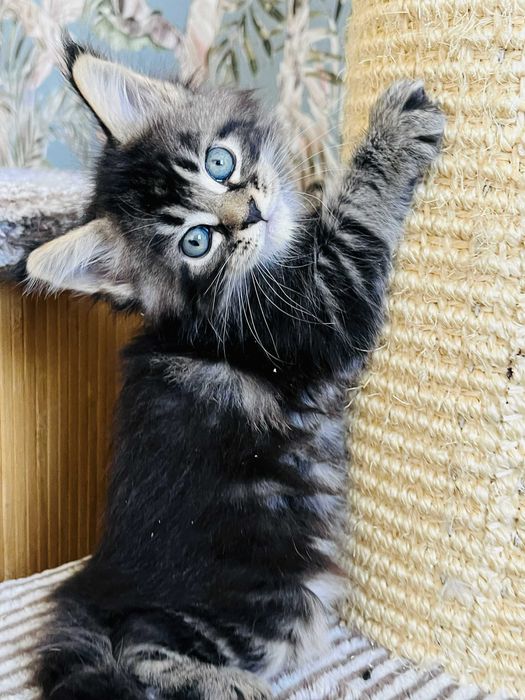 Мейн-куун котенца