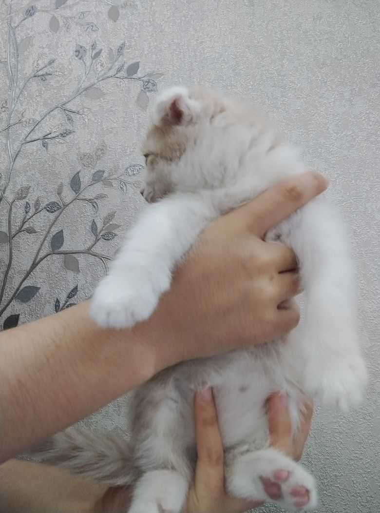 Шотландский вислоухие и прямоухи