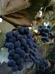 Struguri de vanzare per kg