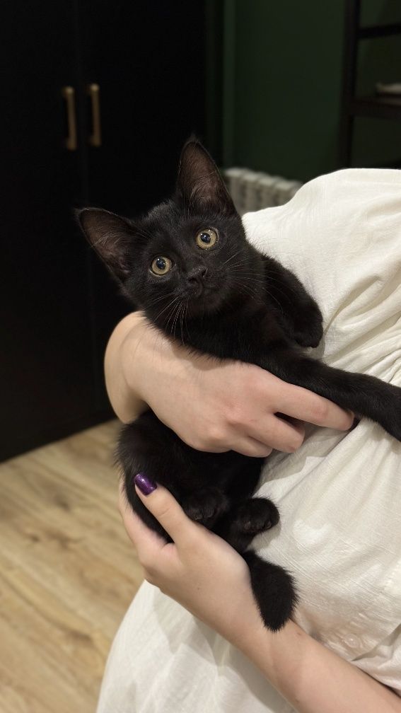 Отдам  бесплатно котенка