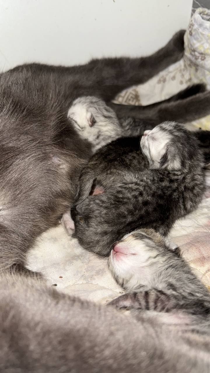 Вязка кот Шиншилла