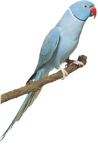 Papagali diferite specii