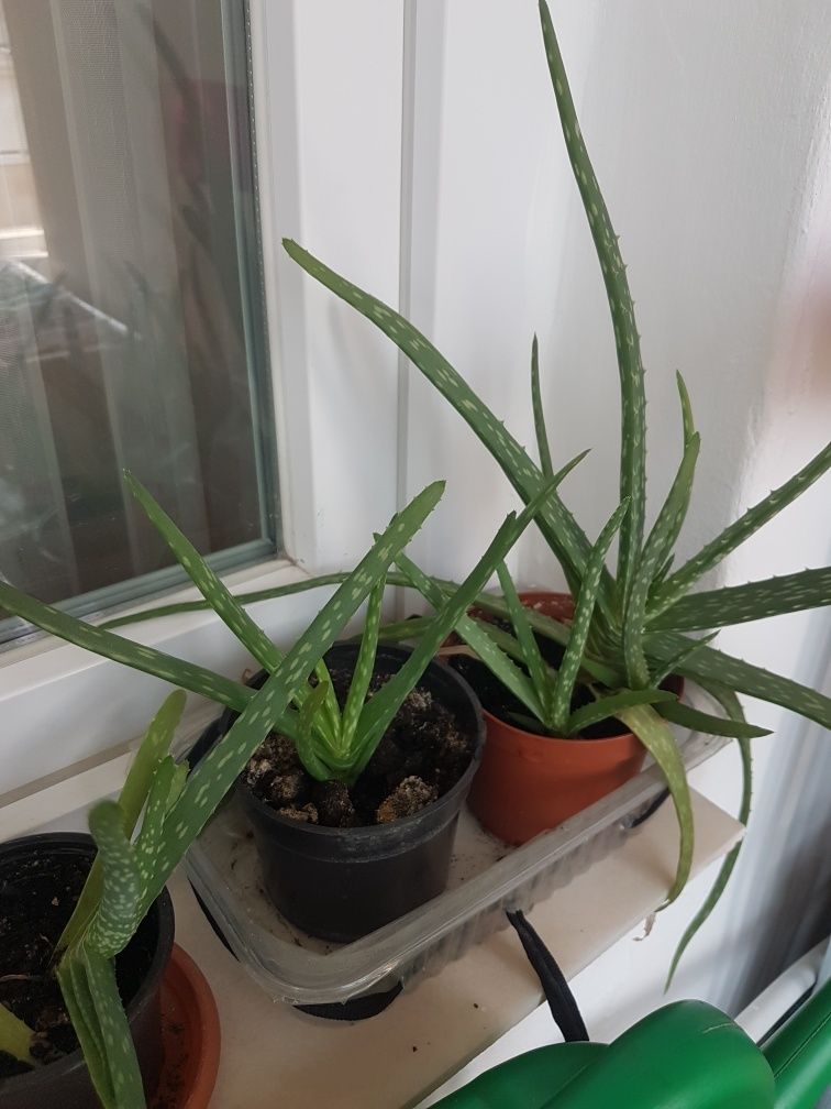 Flori de camera (şi nu numai) Aloe Vera