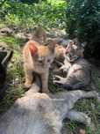 Отдам котят в хорошие добрые руки