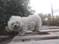 Bichon maltesse femelă