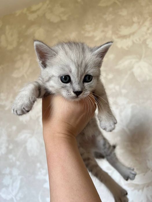 Катята Britaniakiy seribristiy shinshilla