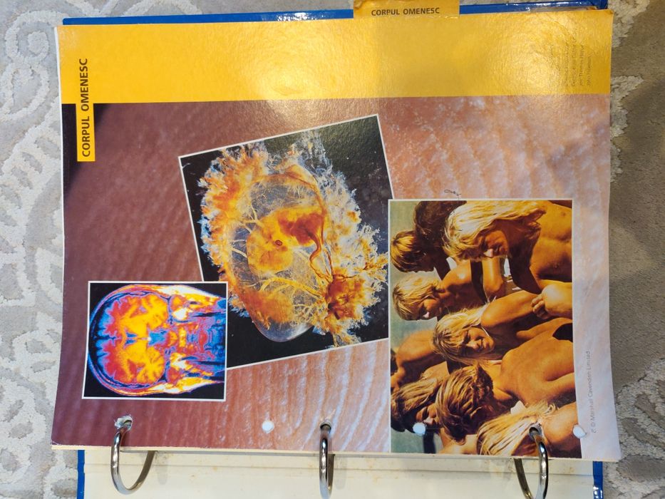 Arborele lumii - 3 bibliorafturi