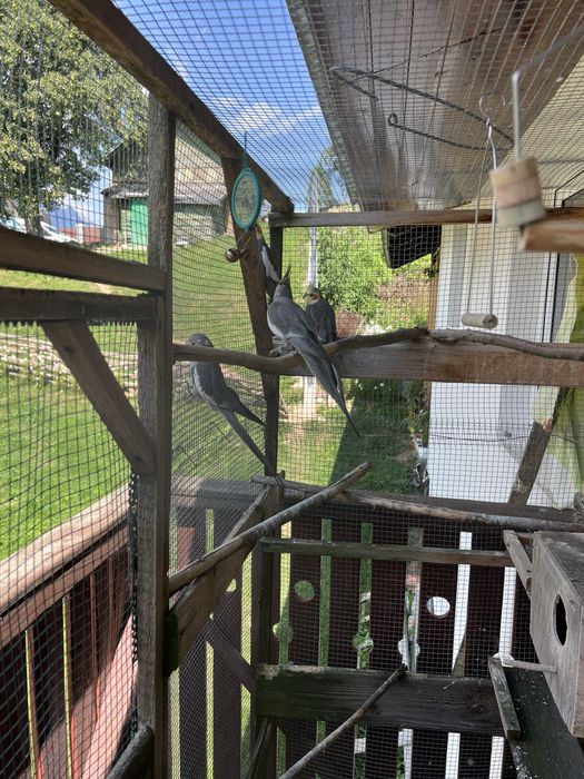 Nimfe 2 perechi Urgent