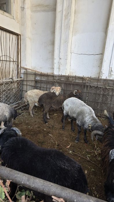 Tagallar tez va arzon narxlarda sotiladi