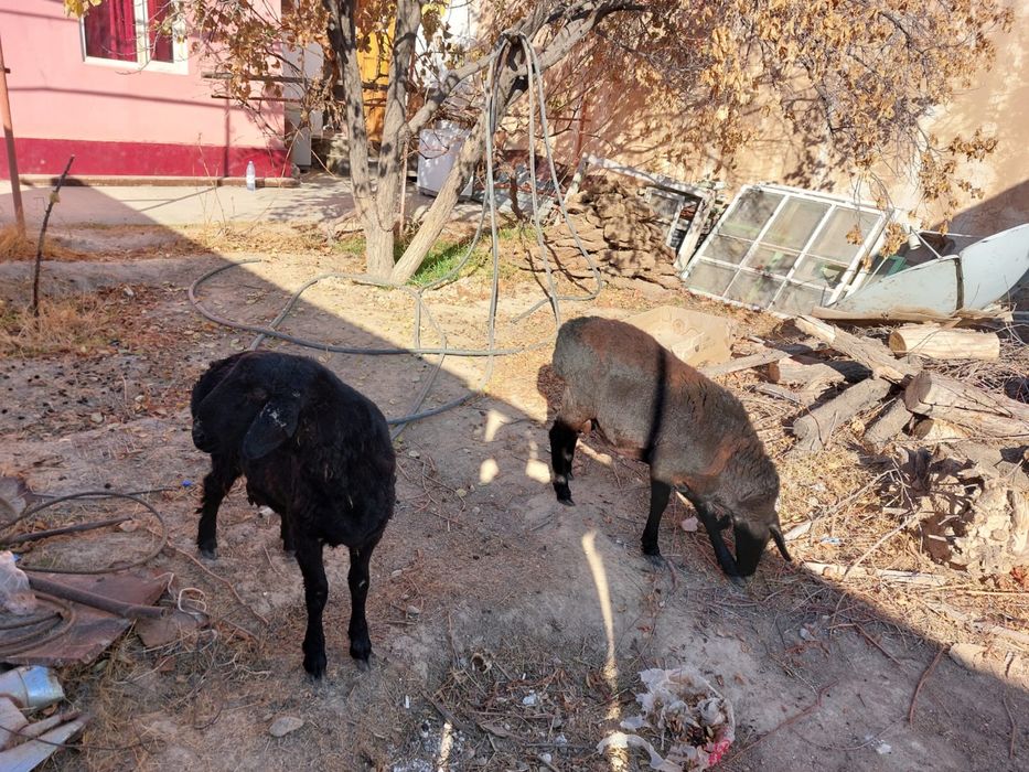 Қошқар сатылады