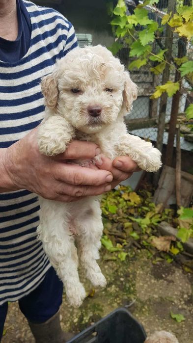 Лагото Романьоло