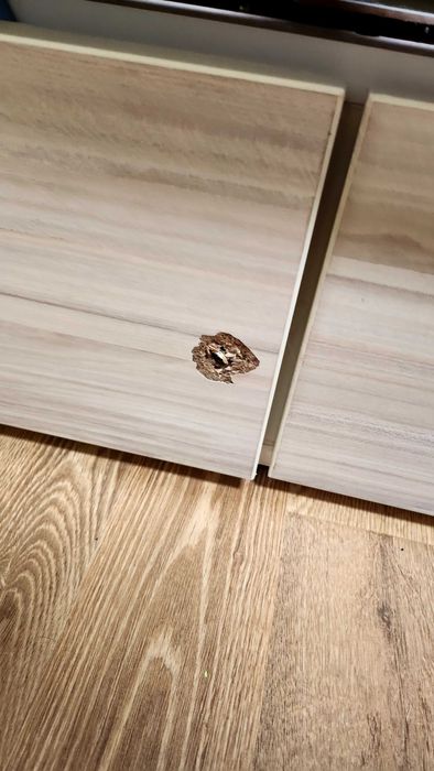 Кошара Nicollebaby