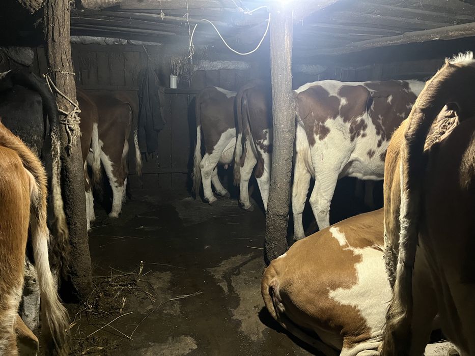 Vand vaci baltata romaneasca superbe de lapte