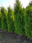 Vand plante ornamentale foarte multe feluri si dimensiuni