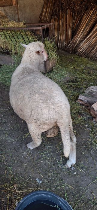 Berbecuț tanar si gras