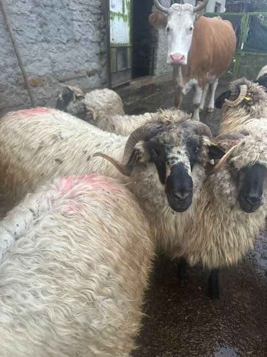 Vand noatin in varsta de 1 an