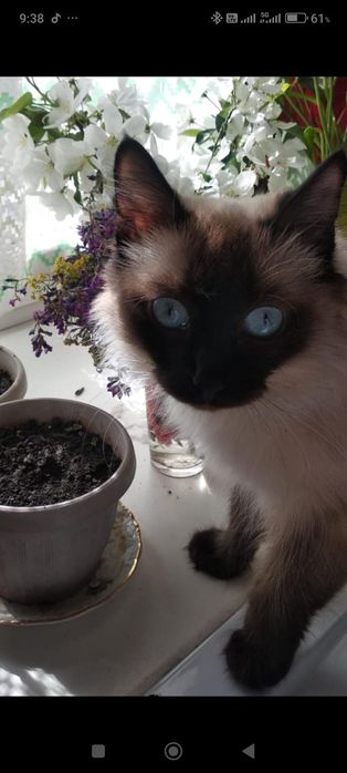 Отдам сиамску кошку в любящие руки