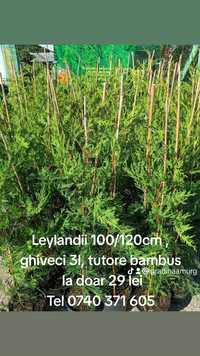 Chiparos Leylandii la ghiveci 3l , 100/120cm