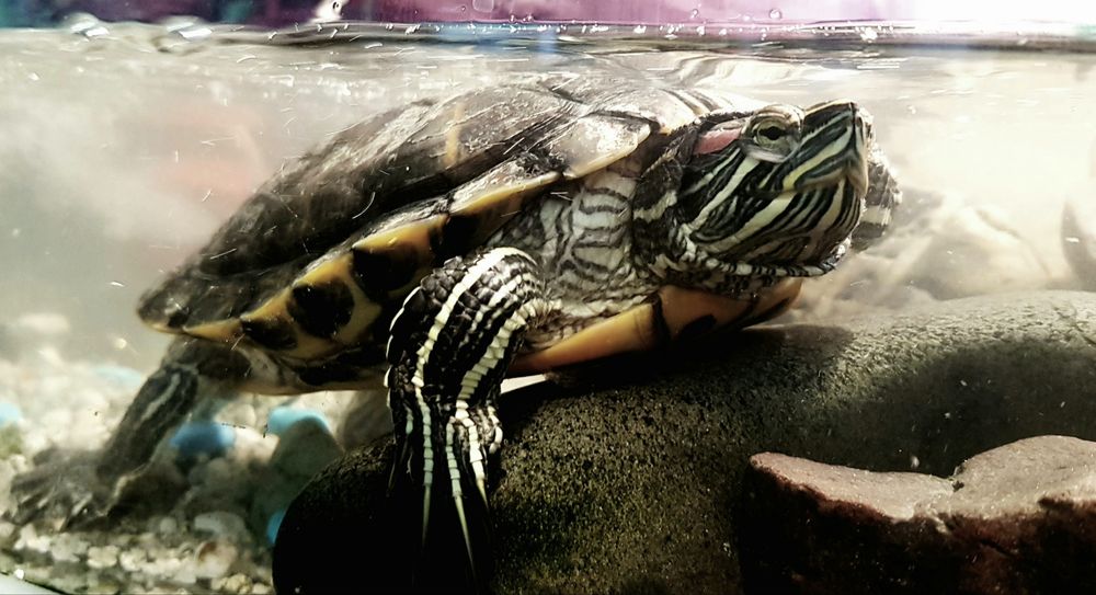 Красноухая черепаха